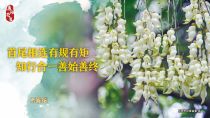 禾雀花
